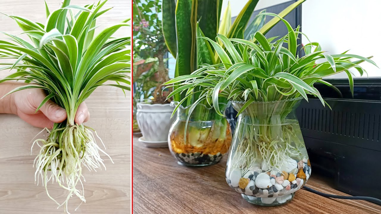 How long can you leave spider plant babies in water?