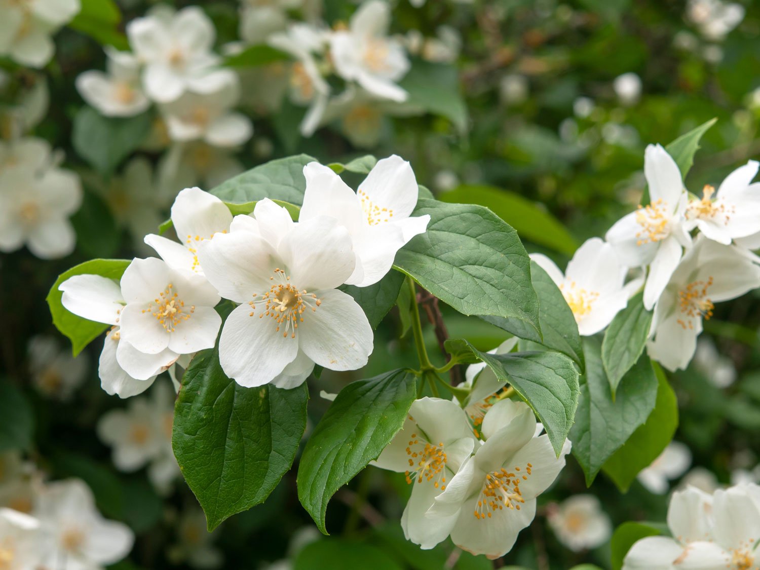 What is the most fragrant bush?