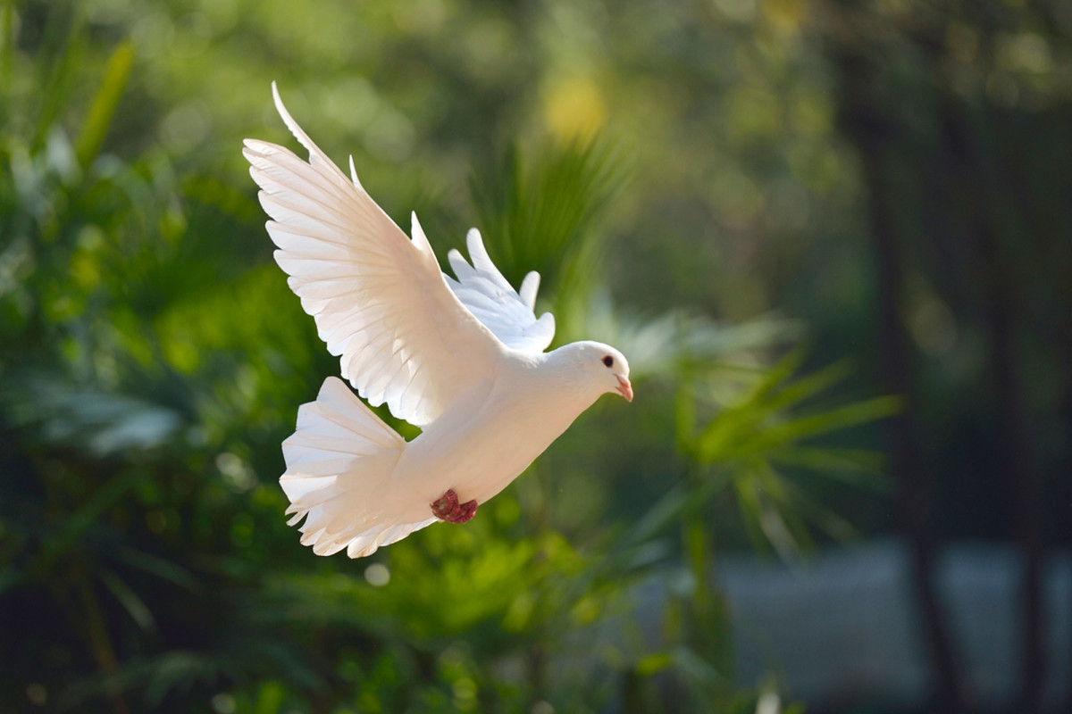 What does it mean when a white bird visits you?