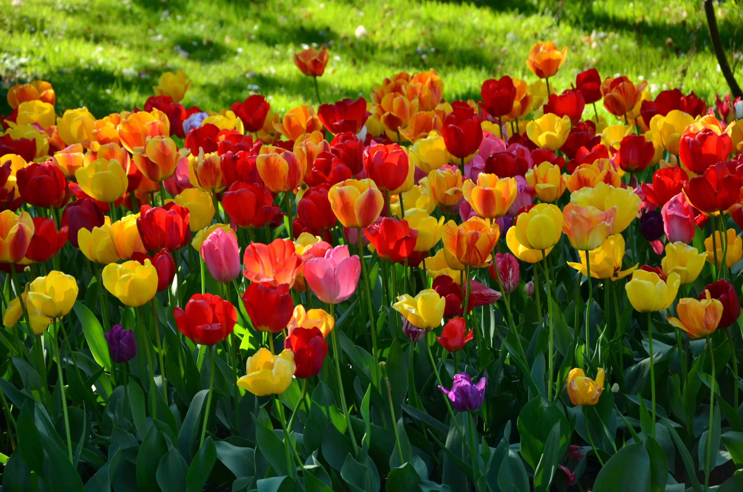 Do tulips bloom more than once?