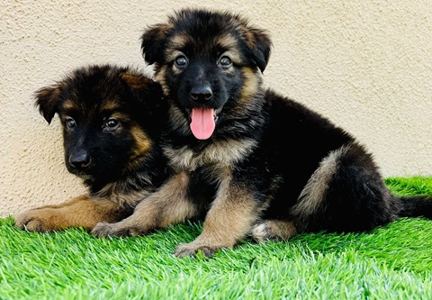 Tips For Buying A Purebred German Shepherd Puppy